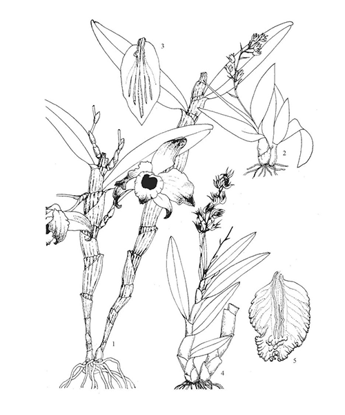 Natural compounds from  Dendrobium nobile